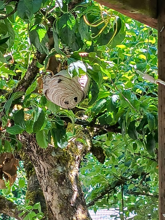 An active bald-faced hornet nest with hornets at the entrance, hanging among green leaves in a tree beside a porch