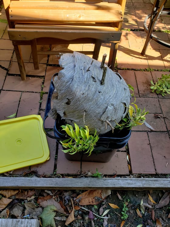 A large gray paper hornet nest, removed with the branches it was built around still through it, resting in a bucket on a brick patio in Bow