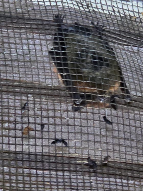 A bat roosting behind the mesh screen of an attic vent on weathered gray siding