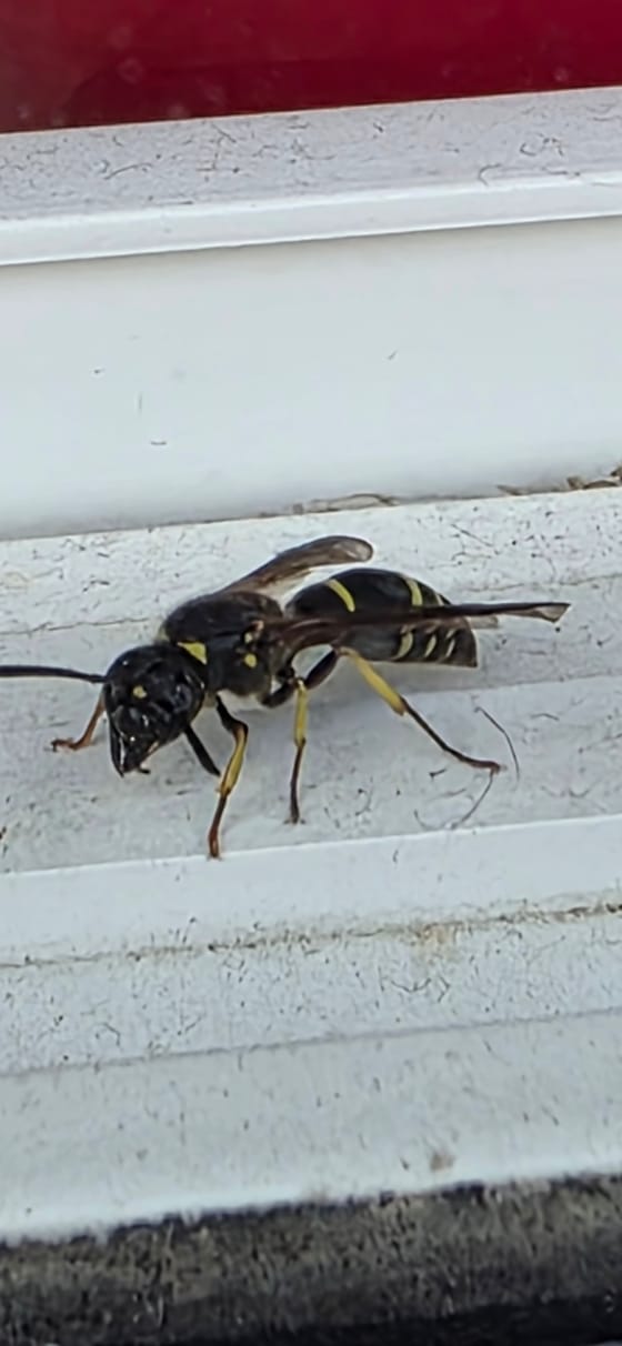 A close-up of a black wasp with thin yellow bands and yellow legs standing on white painted trim