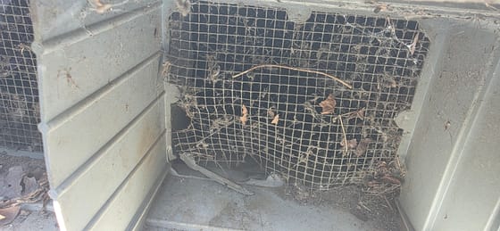A foundation vent with its wire mesh screen torn away from the frame at the bottom corner, cobwebs and leaves caught in it