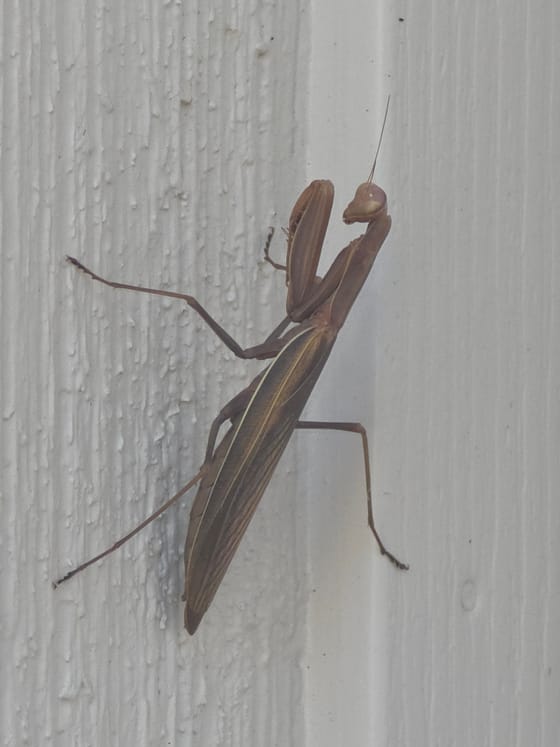 A brown praying mantis with long striped wings climbing white textured siding