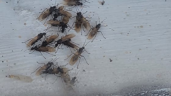 A cluster of winged carpenter ant swarmers, black bodies and amber wings, on a white painted sill with a shed wing lying beside them