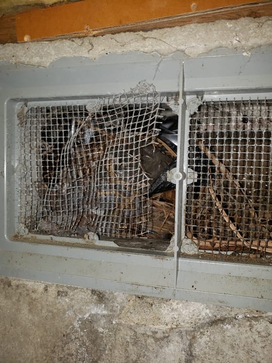 A crawlspace vent seen from inside, its wire mesh torn open and bent, with nesting material packed behind it