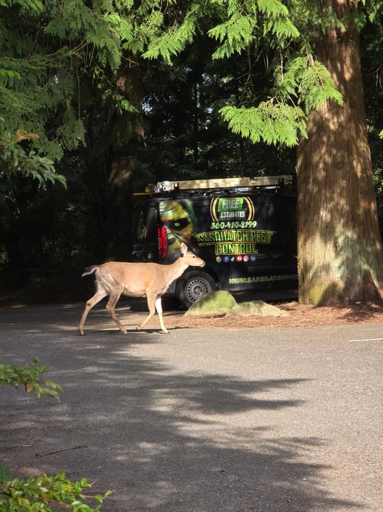 A black-tailed deer walking across a shaded lot past the parked service van, under tall cedars