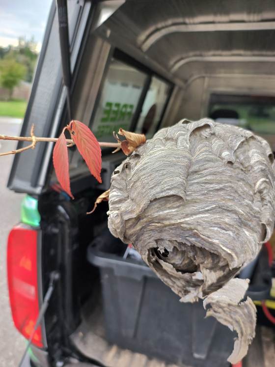 A large paper hornet nest removed and placed in a truck bed