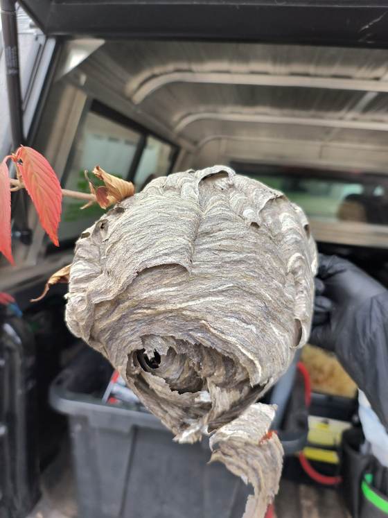 A large paper hornet nest removed and placed in a truck bed