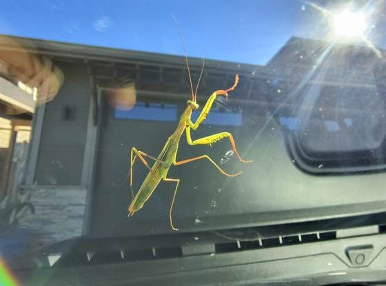A praying mantis on a vehicle windshield seen from inside, the dashboard below and the sun behind it