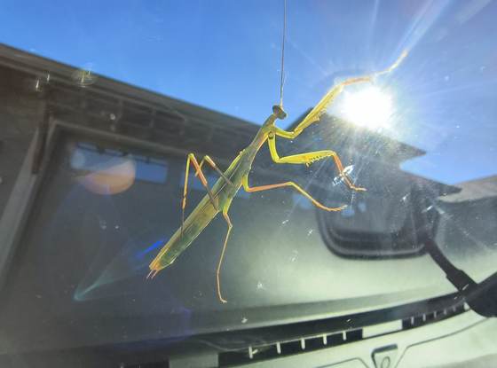 A praying mantis on a truck windshield backlit by the sun, a beneficial insect seen