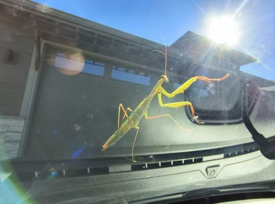 A praying mantis on a vehicle windshield, seen from inside the cab, with the dashboard and defroster vents below