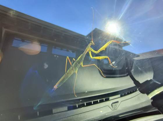 A green praying mantis on a vehicle windshield, beneficial wildlife encountered during work