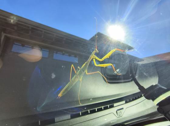 A green praying mantis on a vehicle windshield, beneficial wildlife encountered during work