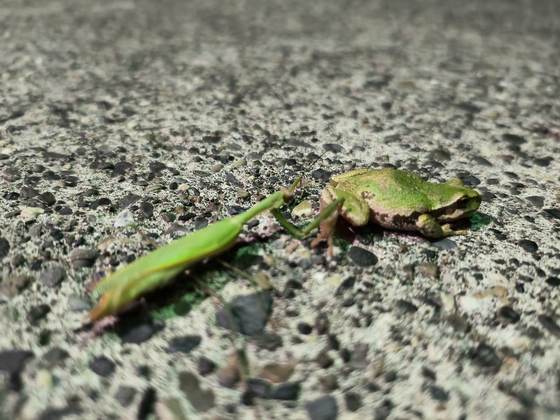A green praying mantis on gravel, beneficial wildlife encountered during work