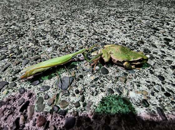 A green praying mantis on gravel, beneficial wildlife encountered during work