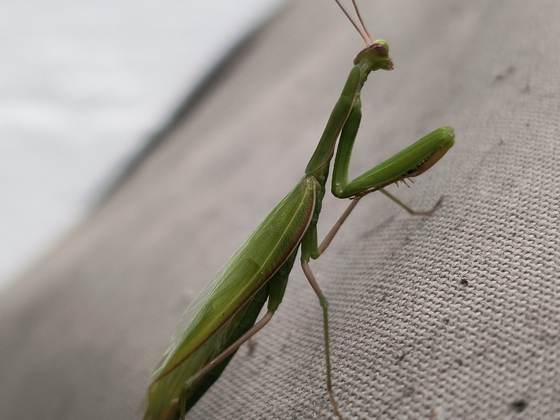 A green praying mantis climbing a wall, beneficial wildlife encountered during work