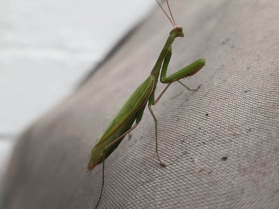 A green praying mantis on a surface, beneficial wildlife encountered during work