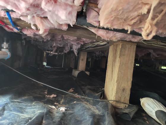 Old pink batts torn and hanging in shreds from the floor joists of a crawlspace, above black sheeting and wood posts