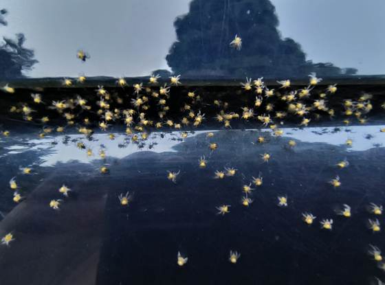 Numerous small spiders spread across a surface, evidence of a spider infestation documented