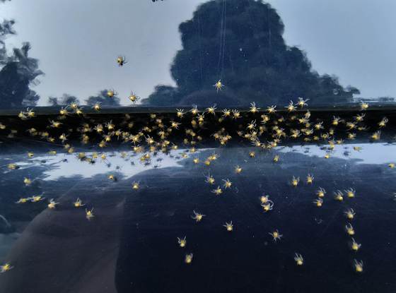 A dense cluster of small spiders on a reflective surface, a heavy spider presence documented