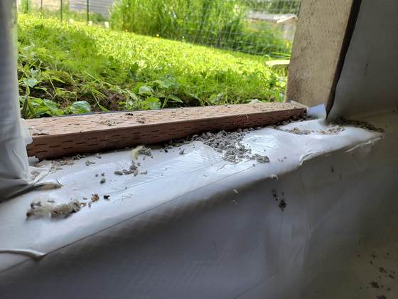 Old debris and rodent droppings along a crawlspace edge before insulation work