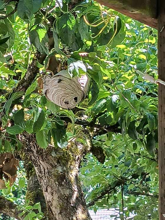A hornet nest hanging in green foliage