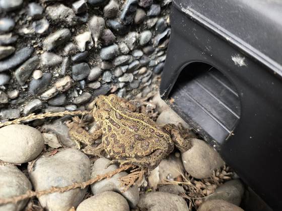 A frog on gravel beside a bait station, wildlife encountered during work