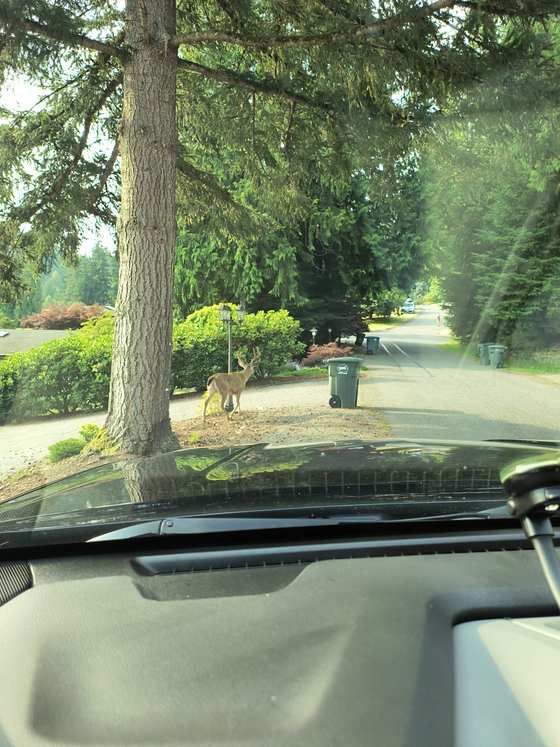 A blacktail buck standing in a driveway across the road, seen through the windshield from the truck on a quiet wooded street