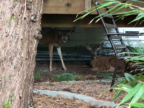 Two deer under a raised deck, one standing and one lying down, beside a wire cage and a folding metal chair