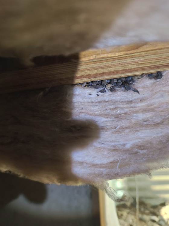 Rodent droppings on fluffy insulation in a crawlspace, a sign of rodent activity documented