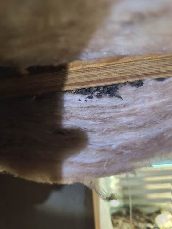 Rodent droppings scattered across crawlspace insulation, evidence of infestation found