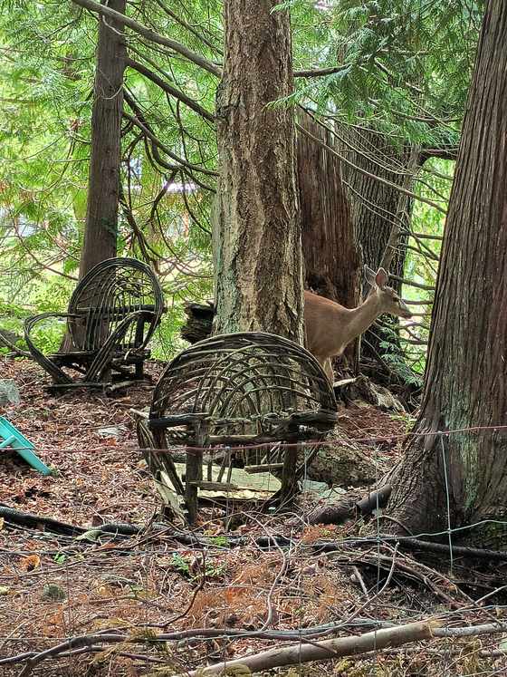 A deer standing among trees and yard features on a property, captured
