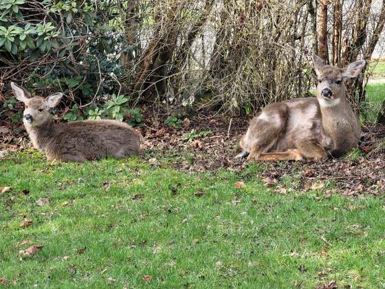 Two deer resting in a residential yard