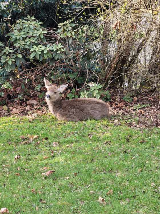 A young deer lying down at the edge of a lawn, in front of shrubs and fallen leaves