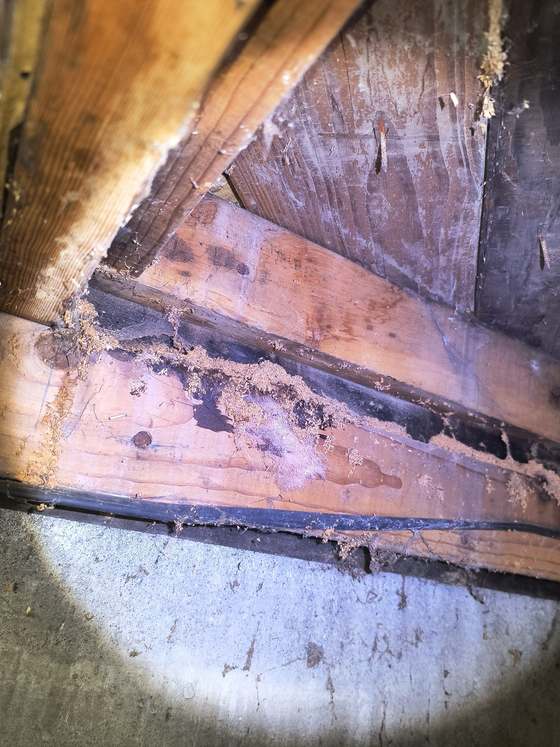 Carpenter ant frass accumulated on wood framing in a crawlspace