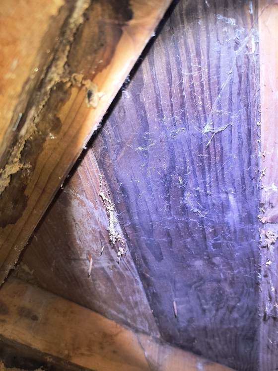 Fine powderpost beetle frass sifted along the top of a crawlspace beam where it meets the subfloor above