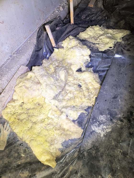 Rodent nesting material matted into crawlspace insulation