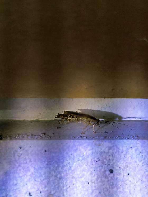 The same cockroach on the ledge lit by a flashlight, its long antennae and banded abdomen casting a shadow