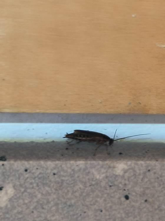 A cockroach with long antennae and a banded abdomen walking along a narrow ledge below a tan panel