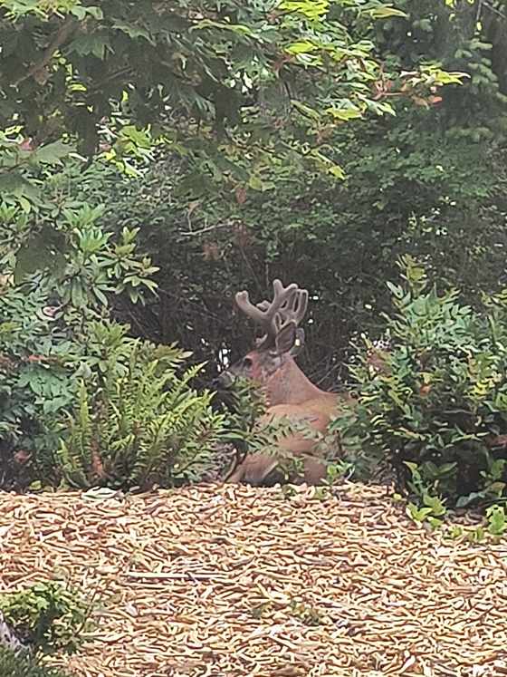 A velvet-antlered buck bedded down among shrubs and ferns behind a strip of bark mulch