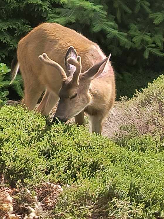 A deer browsing on bushes at a residential property