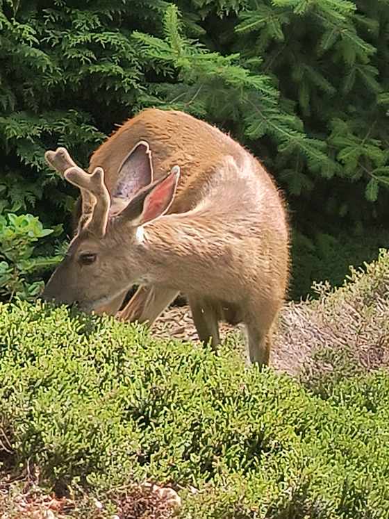 A deer browsing on bushes at a residential property
