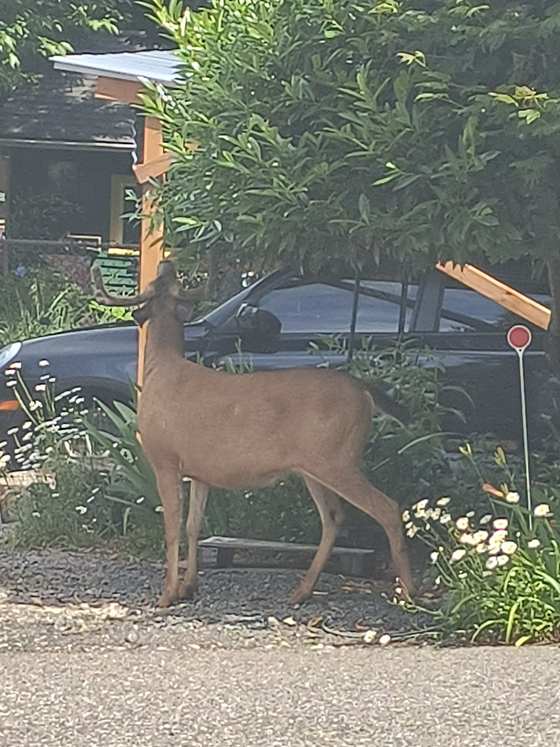 A deer standing near a driveway at a residential property