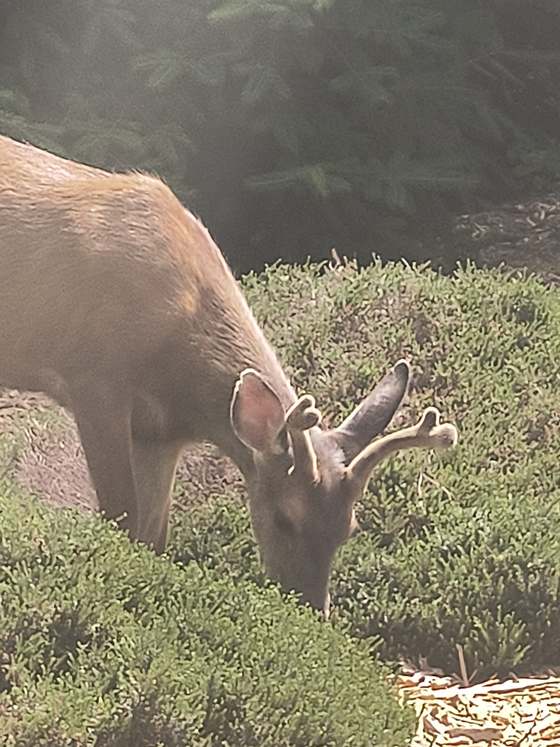 A deer browsing on bushes at a residential property