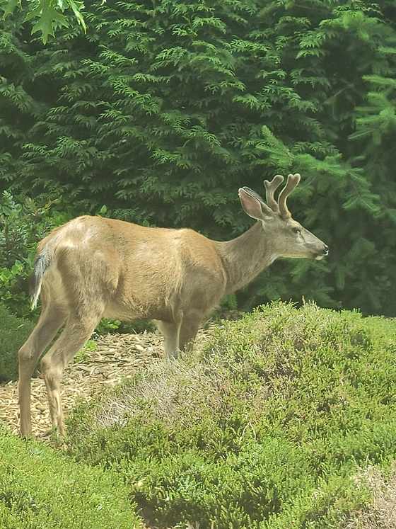 A velvet-antlered buck standing in landscaping of low juniper and bark mulch, with conifers behind