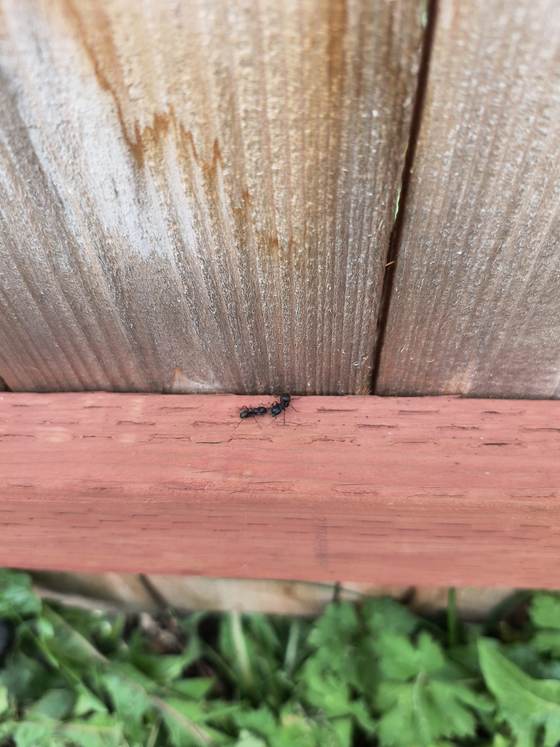 Two or three black ants on the red-stained bottom rail of a wooden fence, with weeds growing below