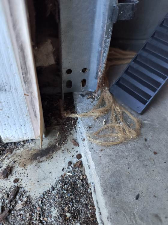 Rodent droppings and debris at a door threshold