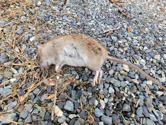 A dead rat on gravel, removed during a rodent control job