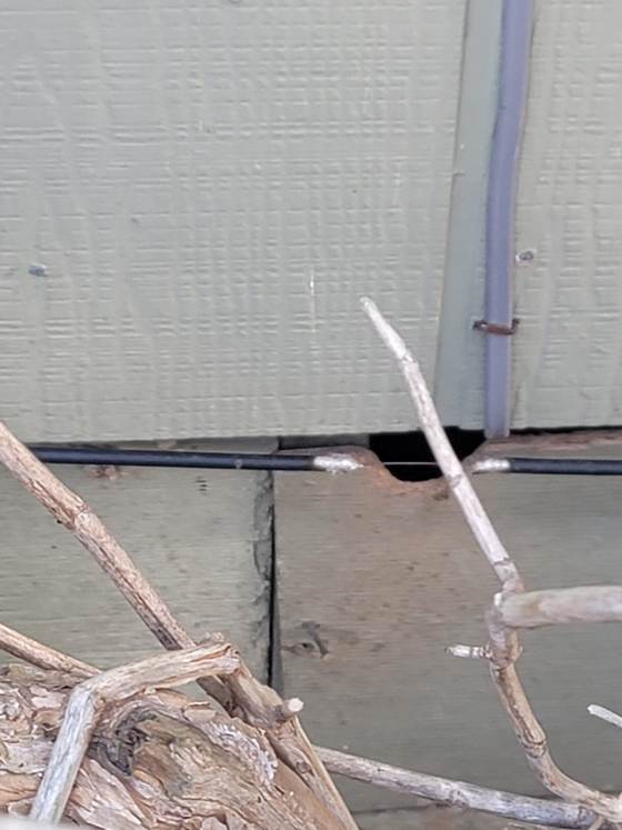 A gap under siding where exterior pipes enter a home, a potential rodent entry point found
