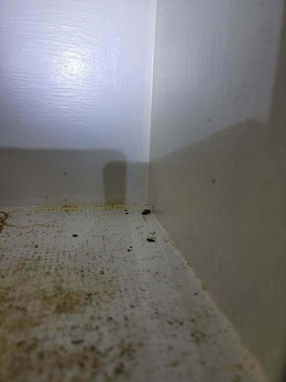 Dead cockroaches on the floor in a corner following a treatment