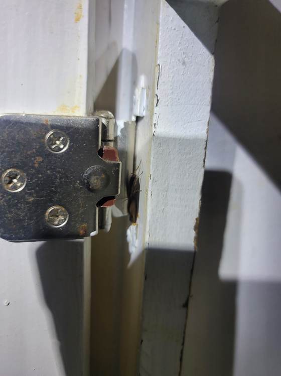 A cockroach next to a door hinge and frame, evidence of a roach infestation found